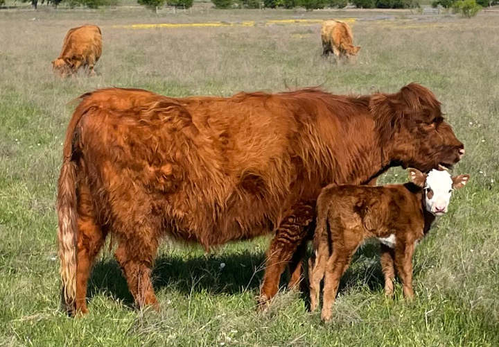 Highland Cross Heifer